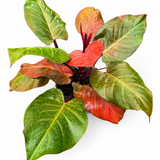Philodendron McColley’s Finale