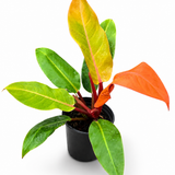 Philodendron ‘Prince of Orange’