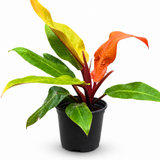 Philodendron Club Subscription