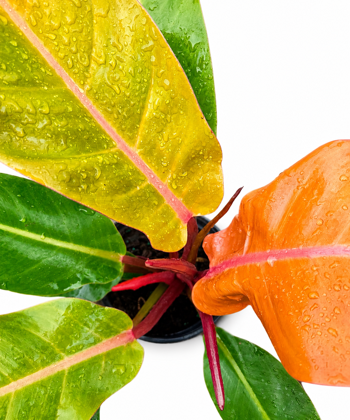 Philodendron ‘Prince of Orange’