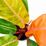 Philodendron ‘Prince of Orange’
