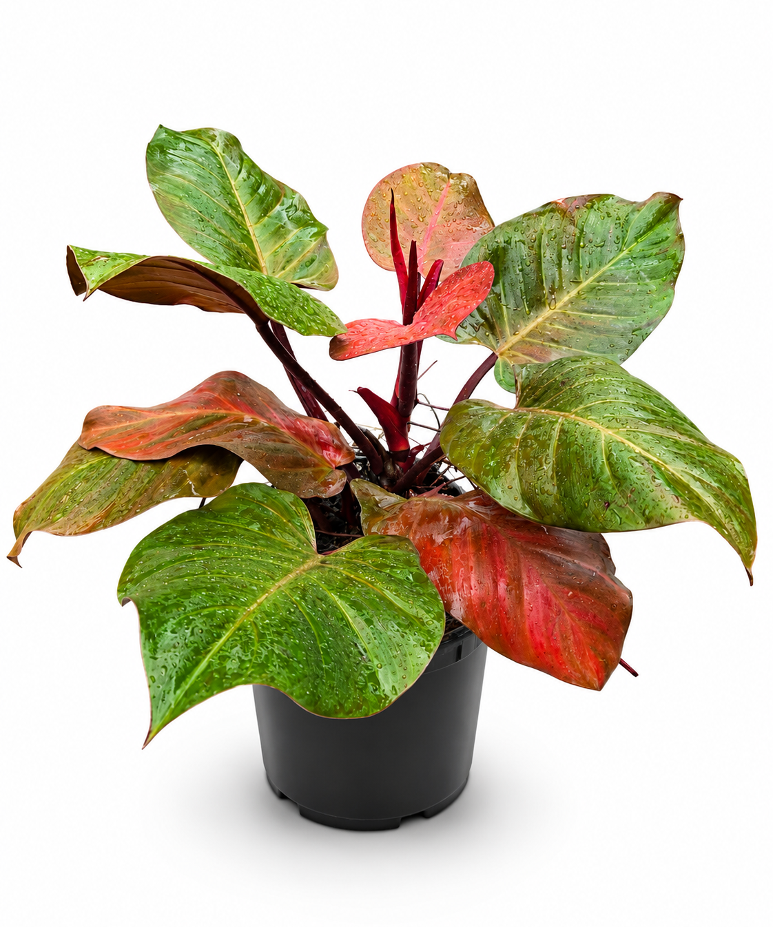 Philodendron McColley’s Finale