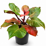 Philodendron McColley’s Finale