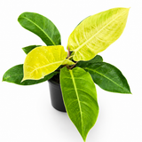 Philodendron ‘Moonlight’