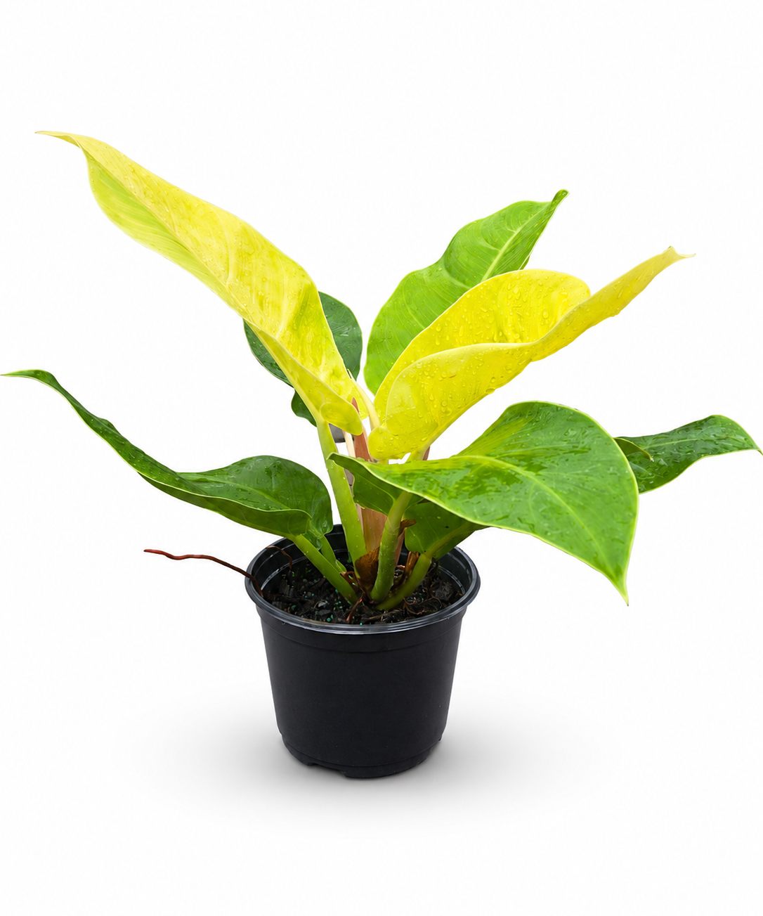 Philodendron ‘Moonlight’