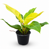 Philodendron ‘Moonlight’