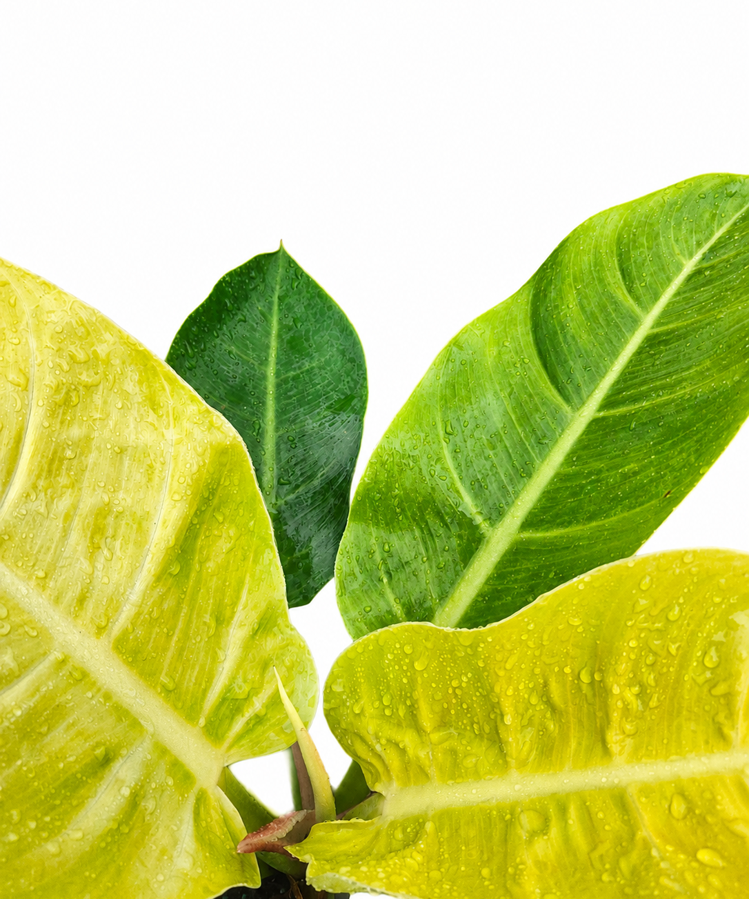 Philodendron ‘Moonlight’