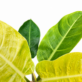 Philodendron ‘Moonlight’