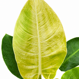 Philodendron ‘Moonlight’