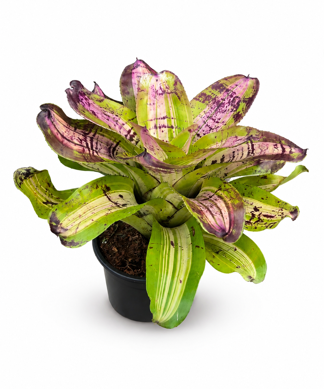 Bromeliad Neo. Picasso