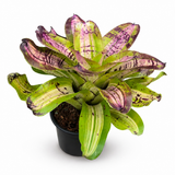 Bromeliad Neo. Picasso