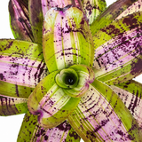 Bromeliad Neo. Picasso