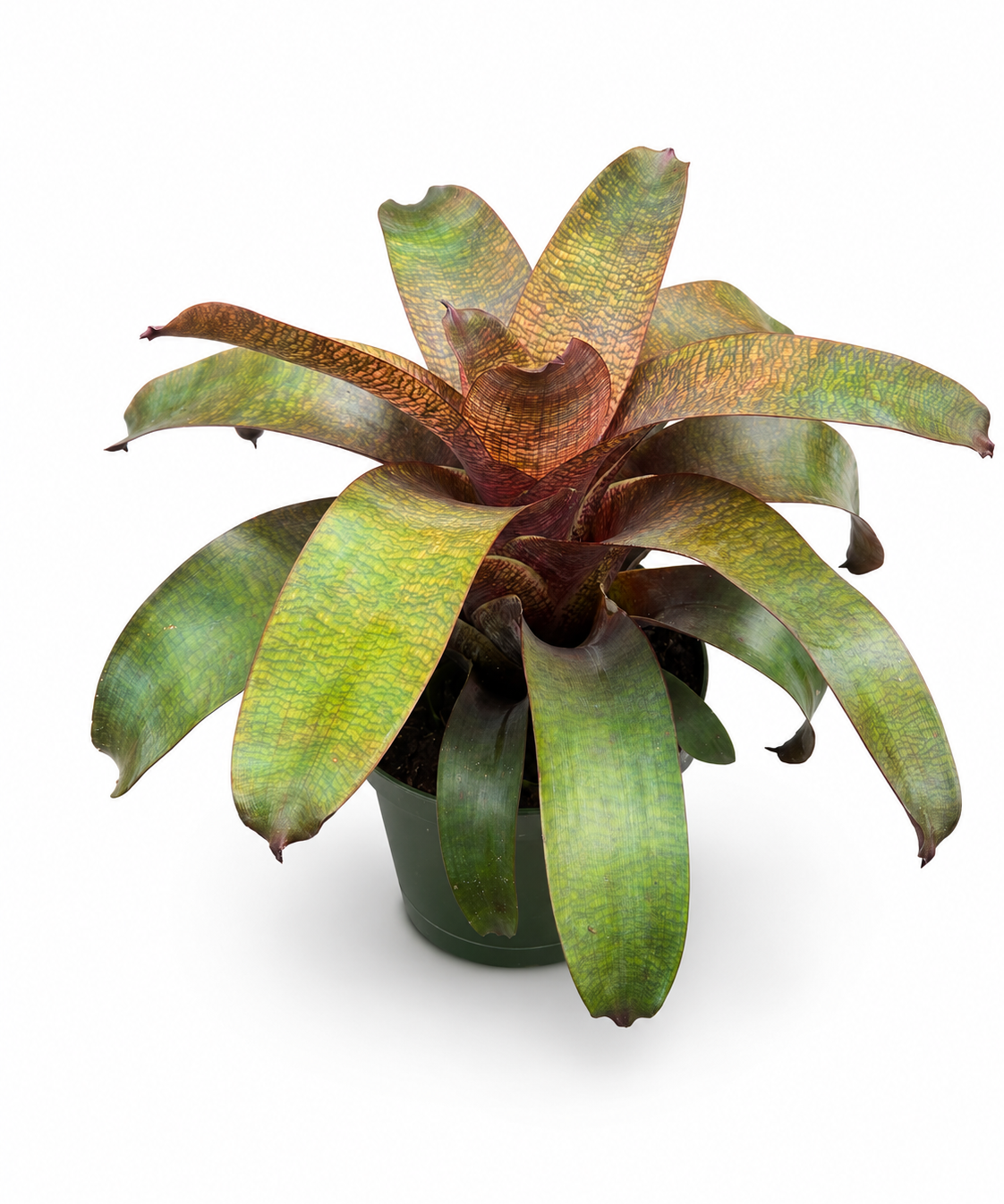 Bromeliad Vriesea 'Kiwi'