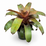 Bromeliad Vriesea 'Kiwi'