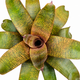 Bromeliad Subscription