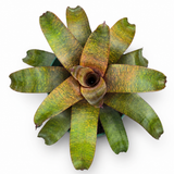 Bromeliad Vriesea 'Kiwi'