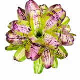 Bromeliad Neo. Picasso