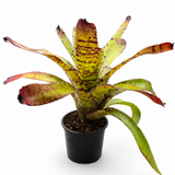Bromeliad Subscription