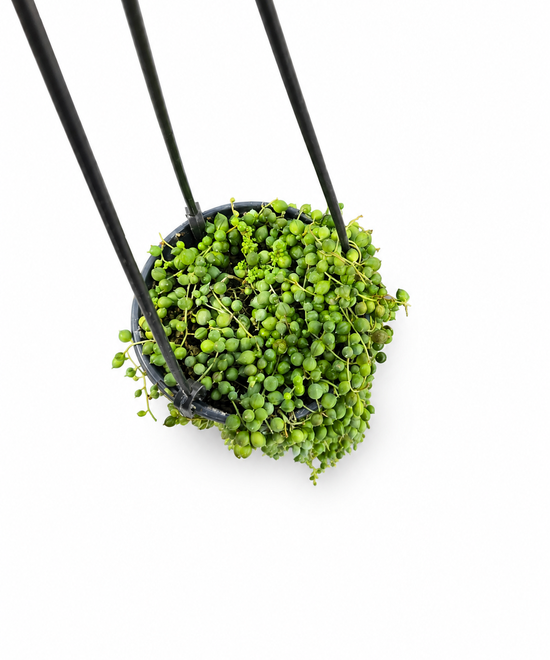 String of Pearls