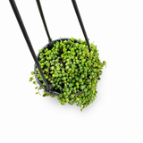 String of Pearls