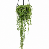 String of Pearls