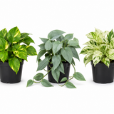 Pothos Starter Pack