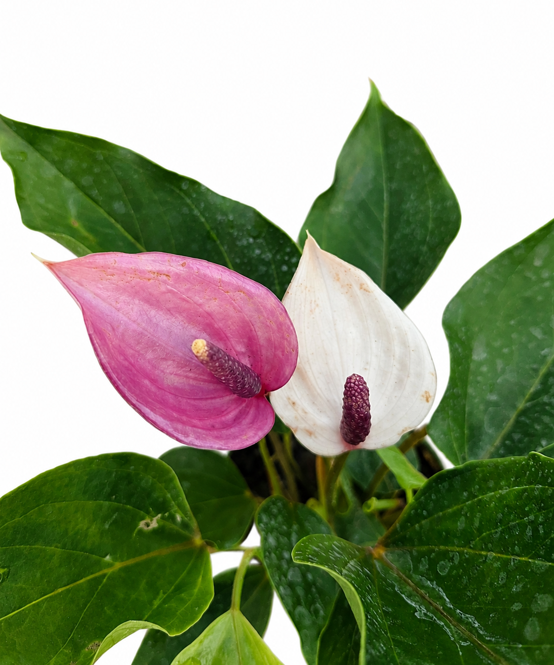 Anthurium Miss June