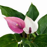 Anthurium Miss June