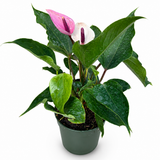 Anthurium Miss June