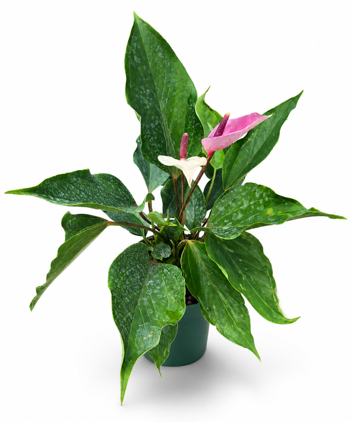Anthurium Miss June