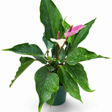 Anthurium Miss June