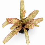 Billbergia Casablanca