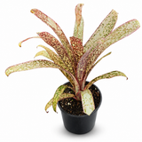 Bromeliad Subscription