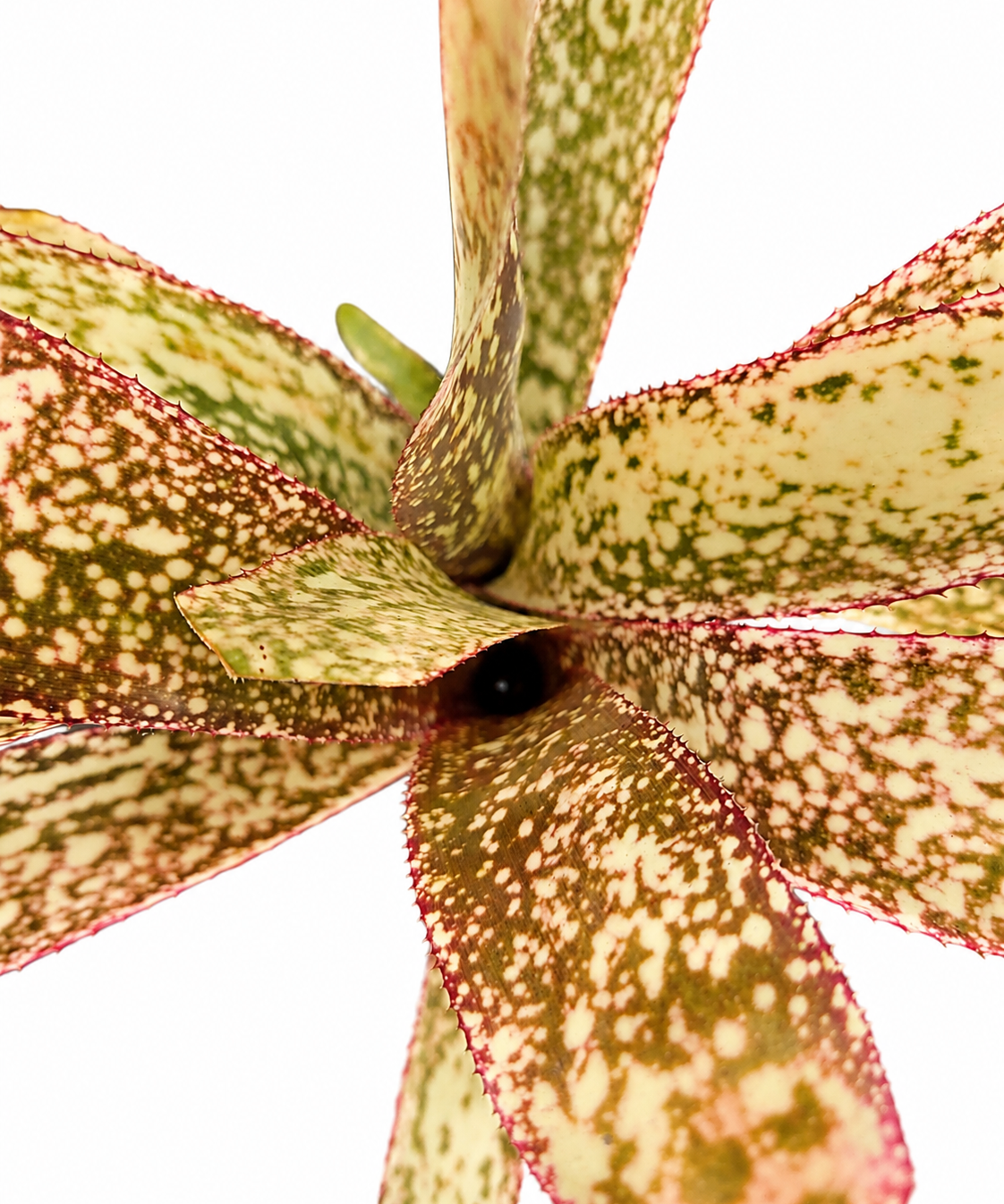 Billbergia Casablanca