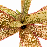Billbergia Casablanca