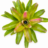 Bromeliad Subscription