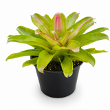 Bromeliad Subscription