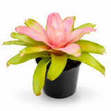 Bromeliad Subscription