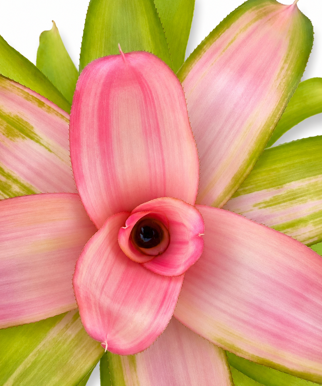 Neoregelia Dreamsicle