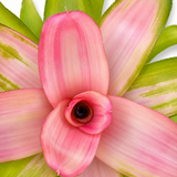 Neoregelia Dreamsicle