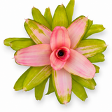 Neoregelia Dreamsicle