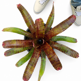 Bromeliad Subscription