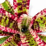 Hypnotic Bromeliad