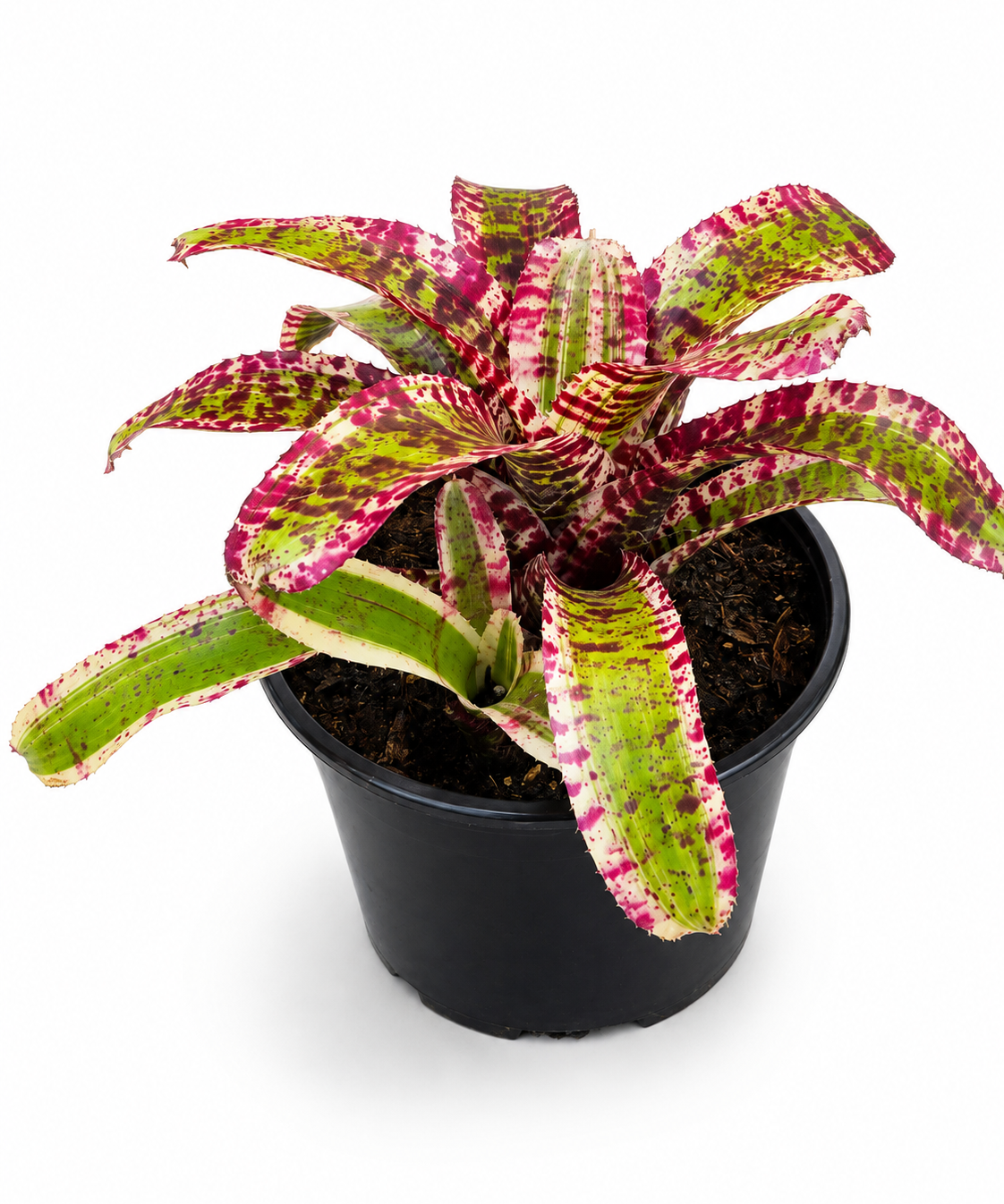 Hypnotic Bromeliad