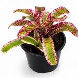Hypnotic Bromeliad