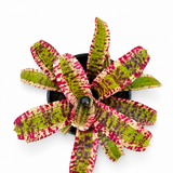 Hypnotic Bromeliad