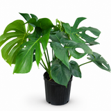 Monstera Deliciosa