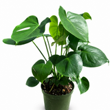 Monstera Deliciosa