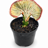 Coral Cactus