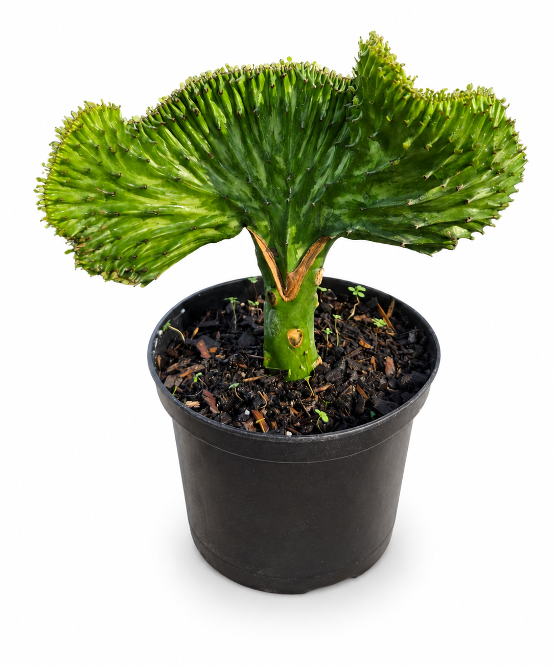 Coral Cactus